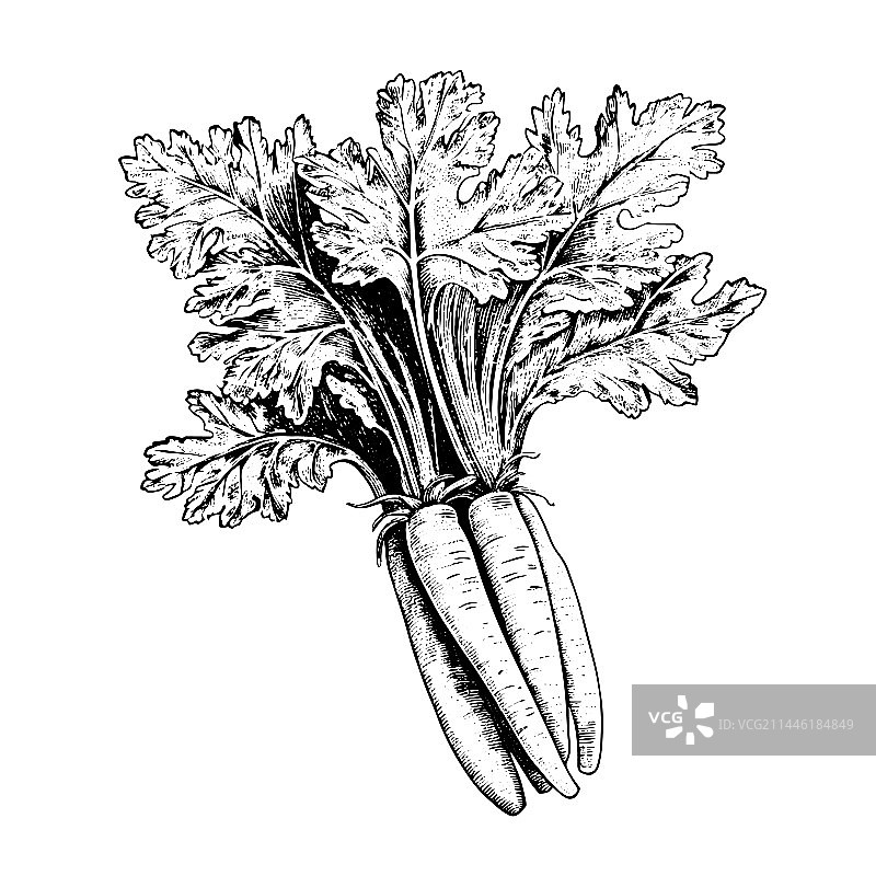 手绘雕刻风格的欧洲防风草图片素材