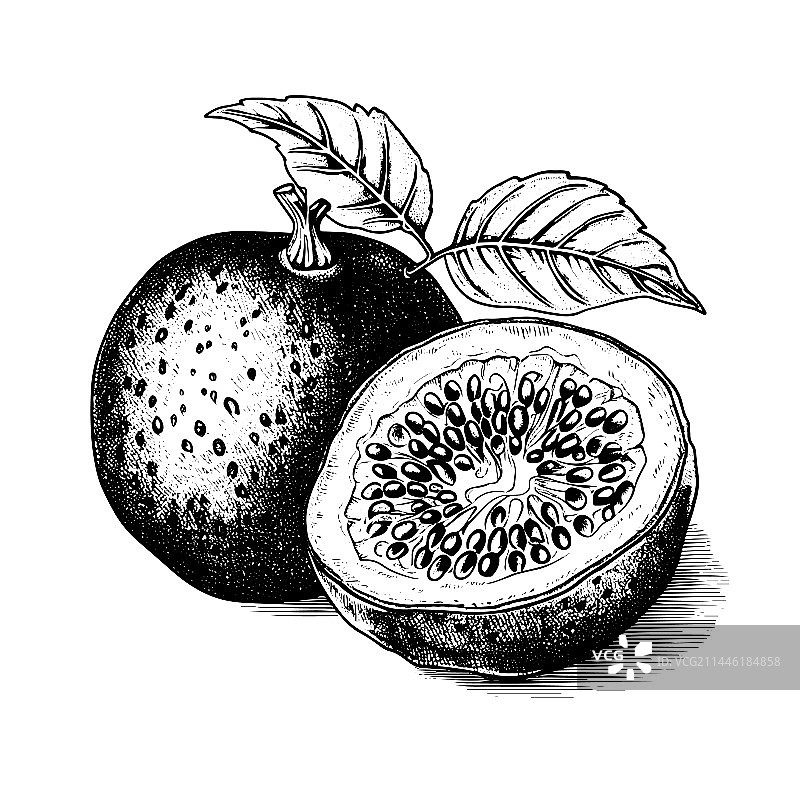 手绘百香果图片素材