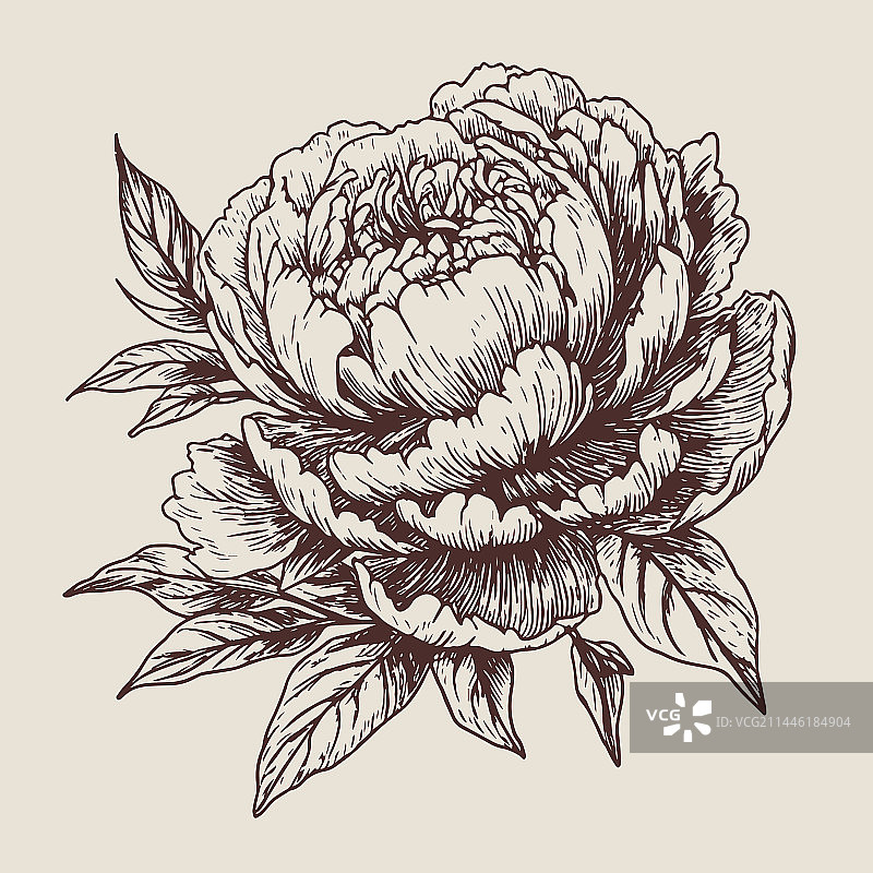 手绘雕刻风格的牡丹花图片素材