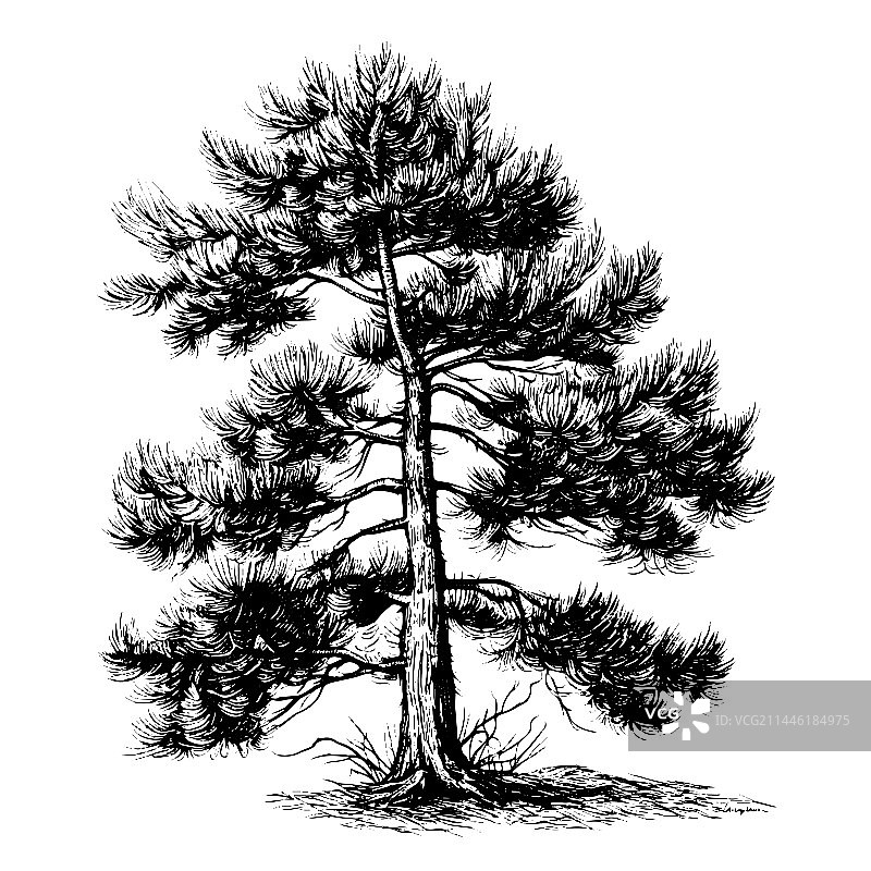手绘雕刻风格松树图片素材
