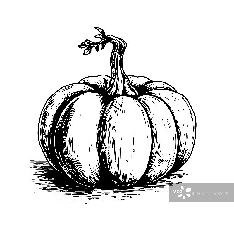 手工绘制雕刻风格的南瓜图案图片素材