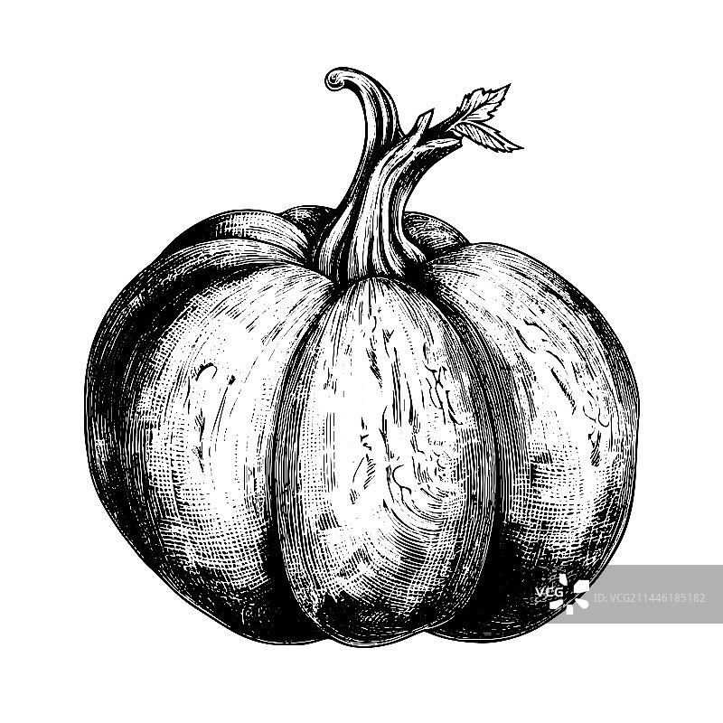 手工绘制雕刻风格的南瓜图案图片素材