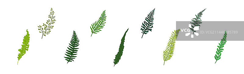 带茎叶的绿色蕨类植物叶图片素材