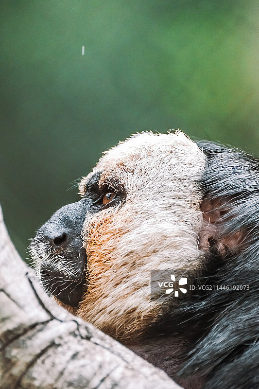 白面僧面猴图片素材