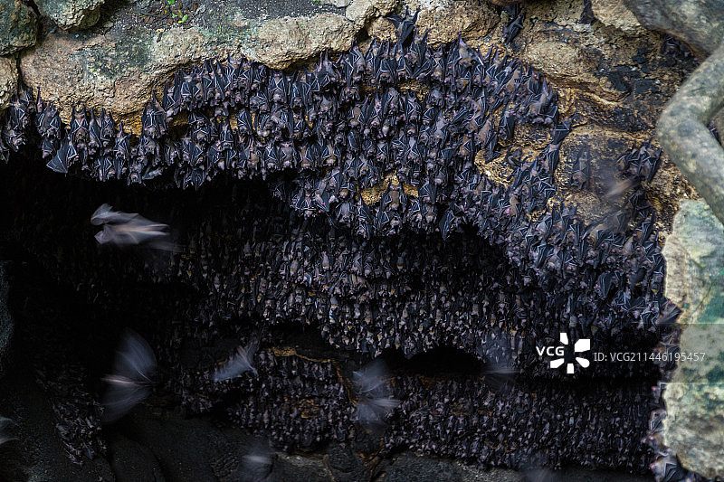菲律宾的蝙蝠洞穴图片素材