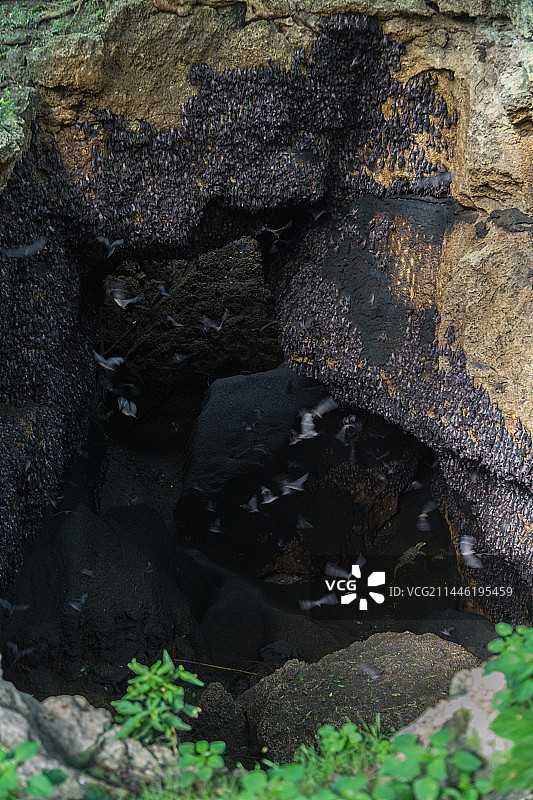 菲律宾的蝙蝠洞穴图片素材