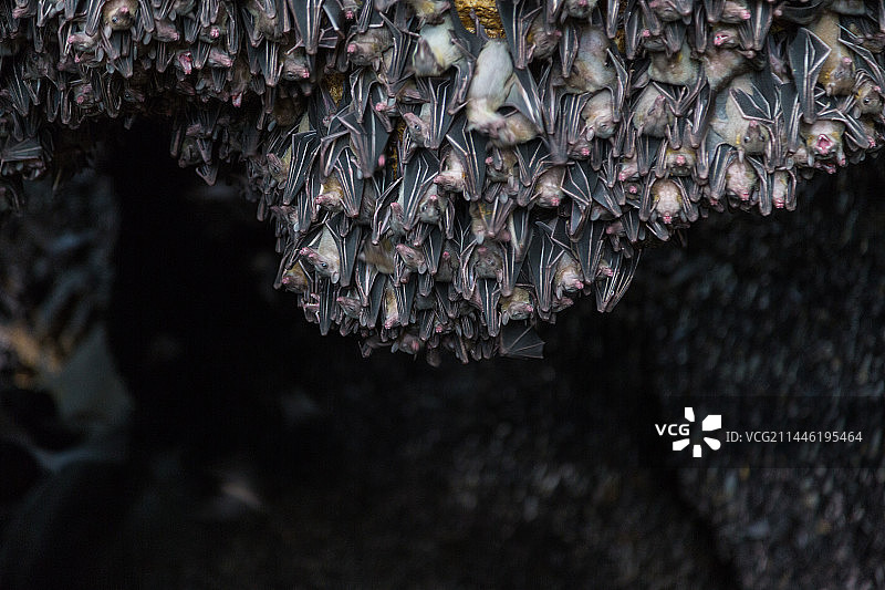 菲律宾的蝙蝠洞穴图片素材