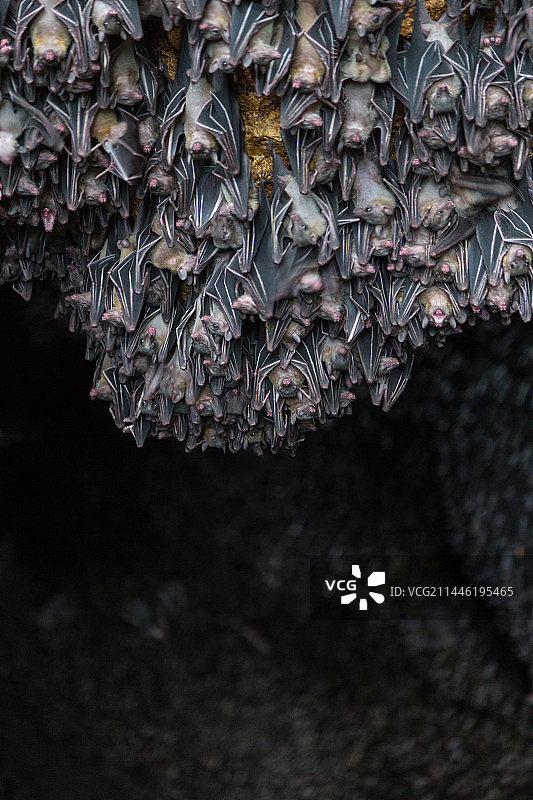 菲律宾的蝙蝠洞穴图片素材