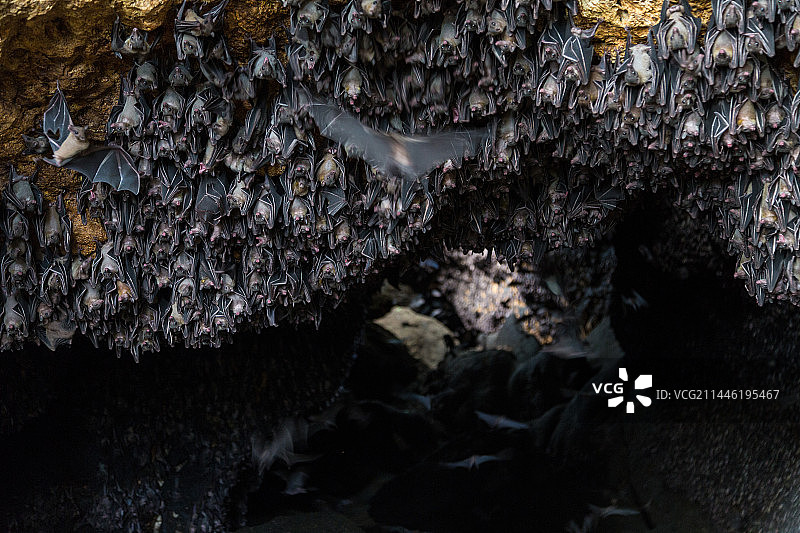 菲律宾的蝙蝠洞穴图片素材