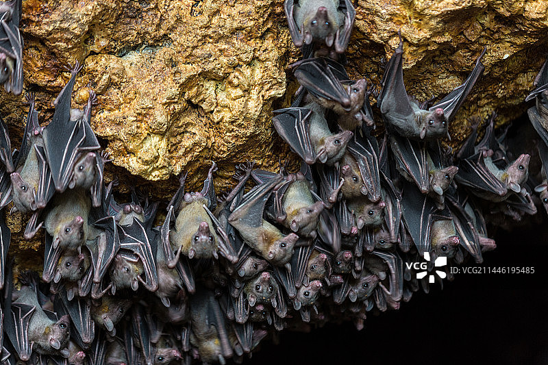 菲律宾的蝙蝠洞穴图片素材