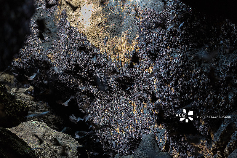 菲律宾的蝙蝠洞穴图片素材