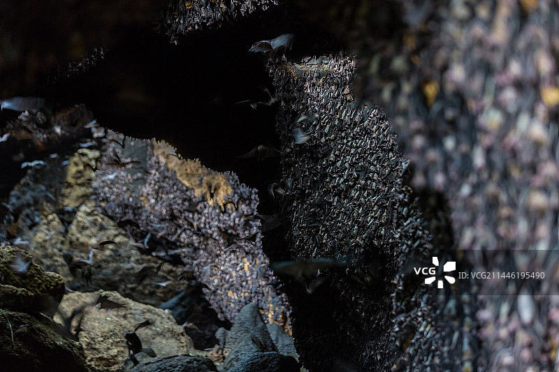 菲律宾的蝙蝠洞穴图片素材