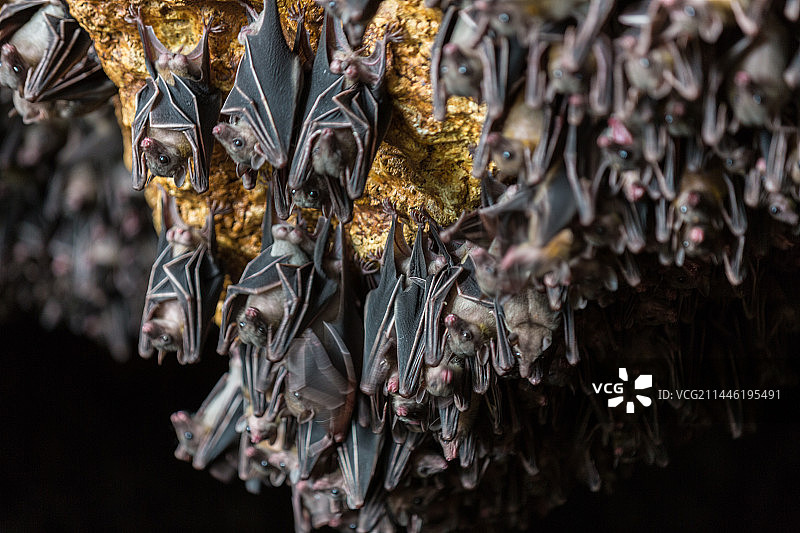 菲律宾的蝙蝠洞穴图片素材