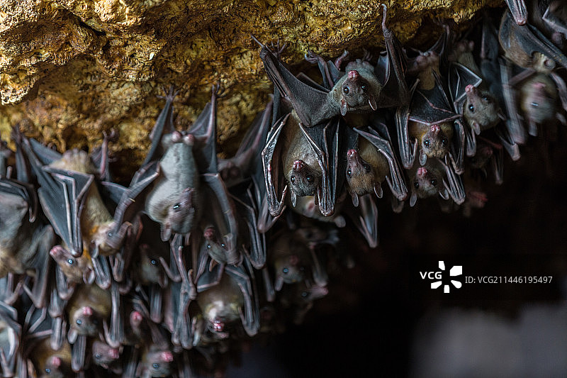 菲律宾的蝙蝠洞穴图片素材