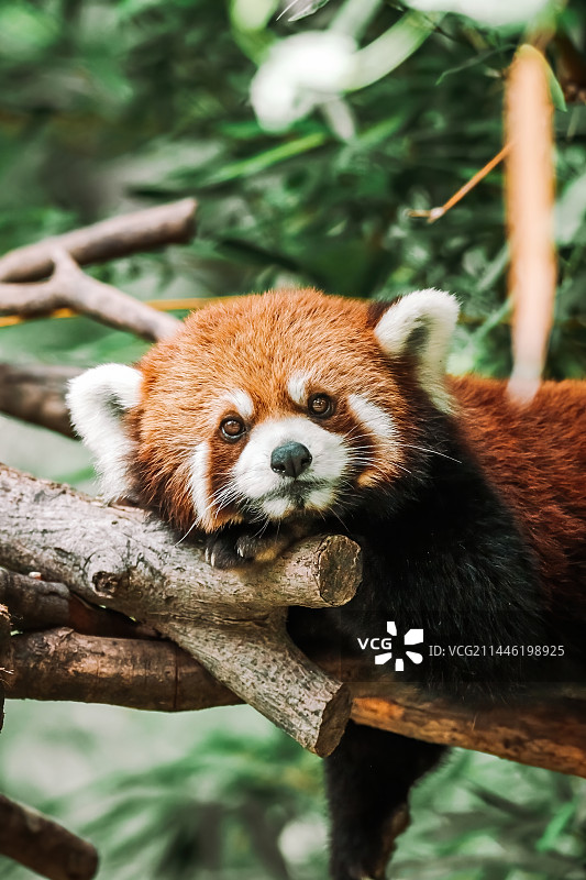 小熊猫图片素材