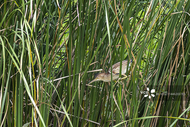 黄苇鳽图片素材