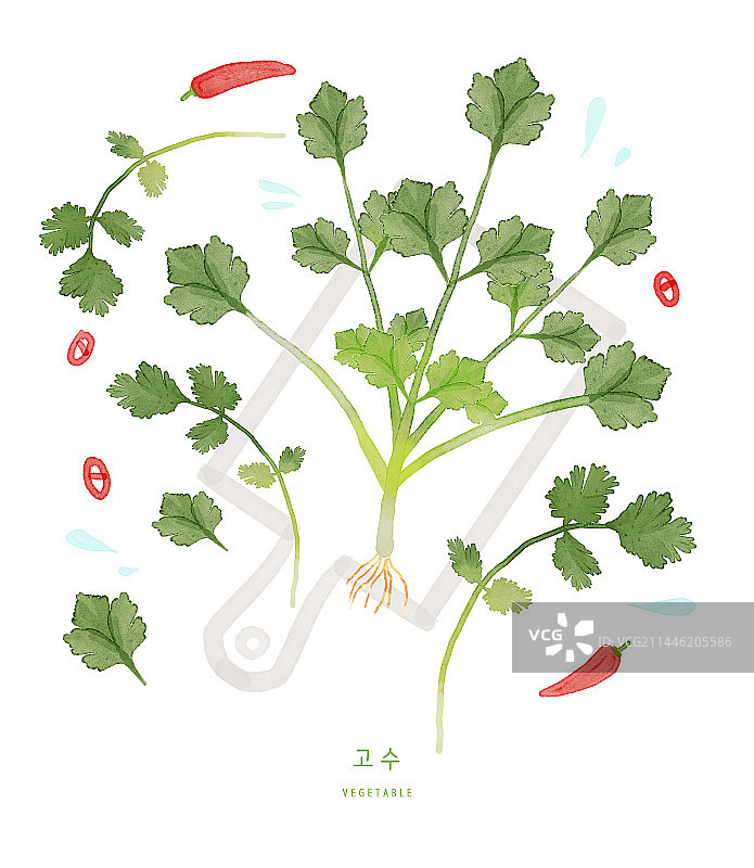 新鲜食材：蔬菜和芫荽图片素材