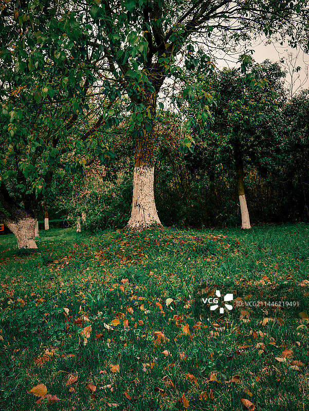 宁波诺丁汉大学校园建筑植物城市风光摄影图片素材