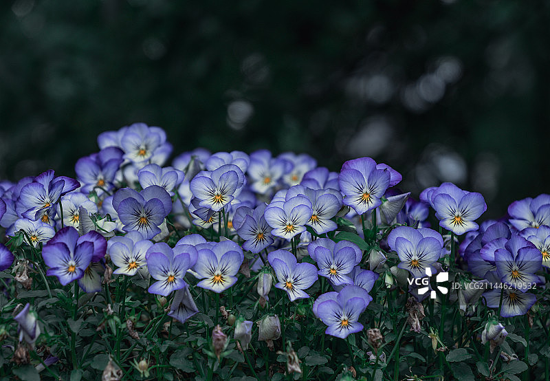 宁波诺丁汉大学校园建筑植物城市风光摄影图片素材