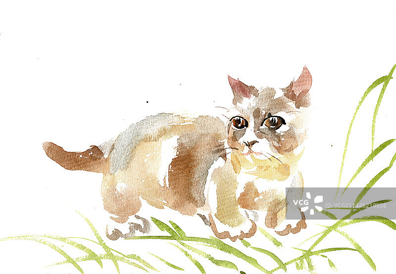 草丛中的小猫图片素材