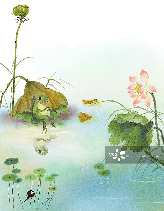 夏天荷塘青蛙蝌蚪图片素材