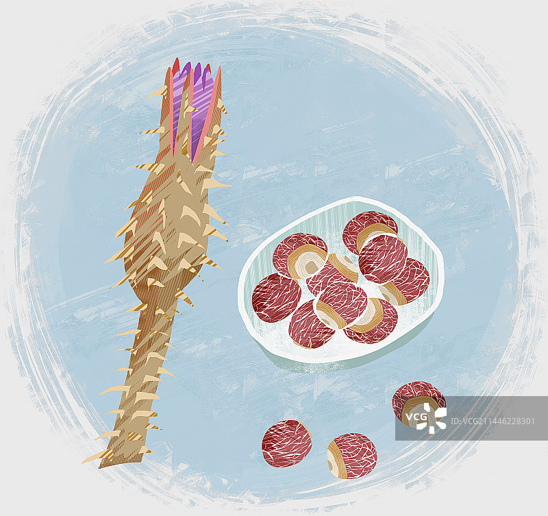 中药材芡实插画图片素材