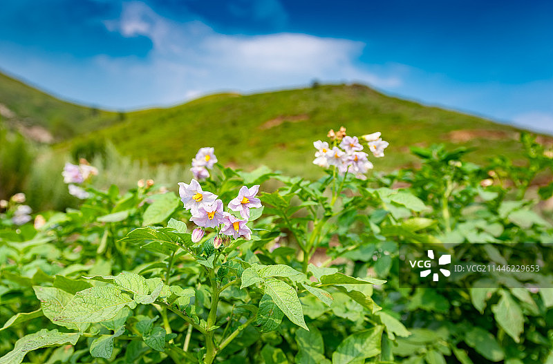 涿鹿县灵山梯田马铃薯开花图片素材