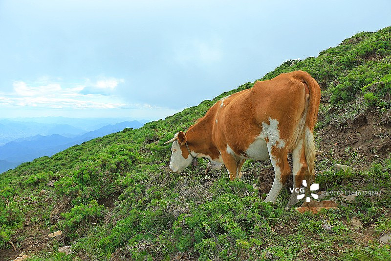 北京最高峰东灵山风景区高山草甸上吃草的牛图片素材