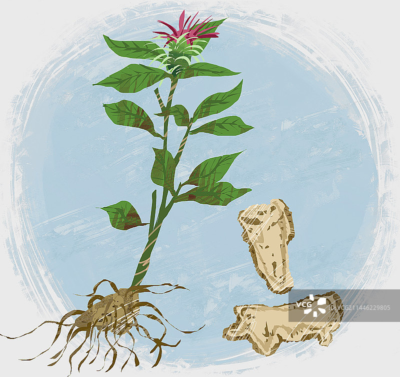 中药材白术插画图片素材