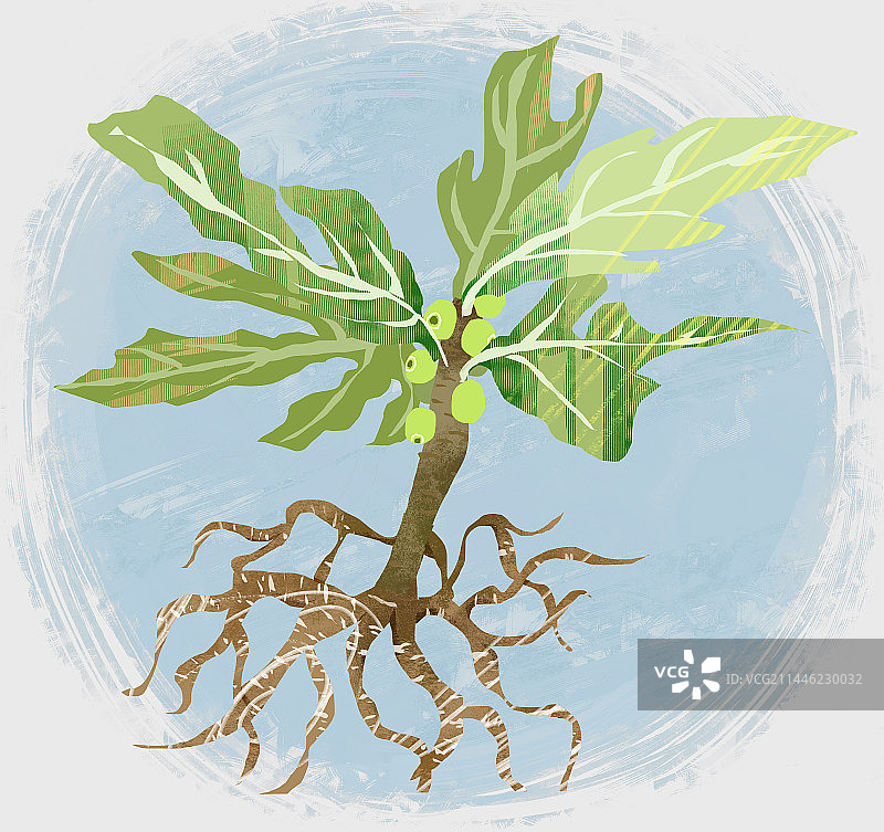 中药材五指毛桃插画图片素材