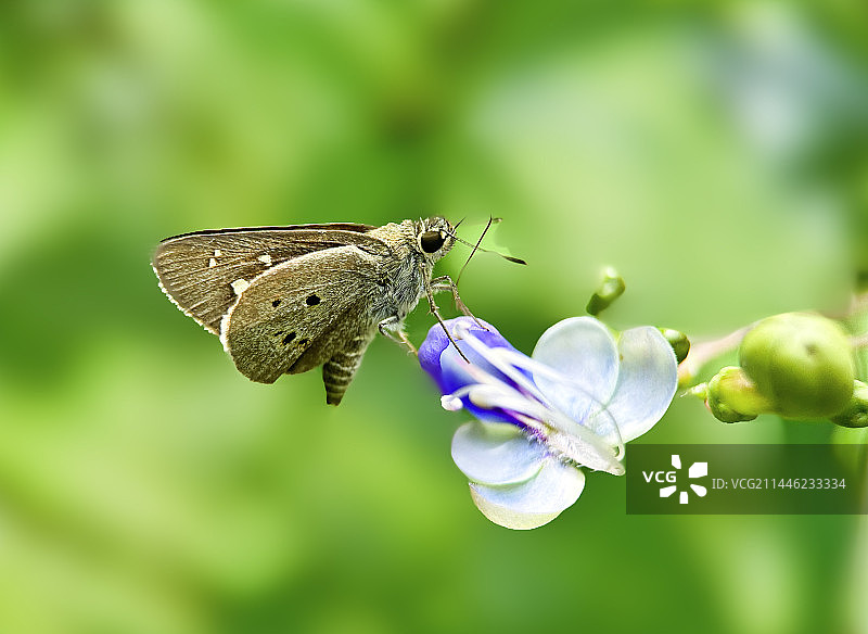 稻弄蝶在蝴蝶花上玩耍图片素材