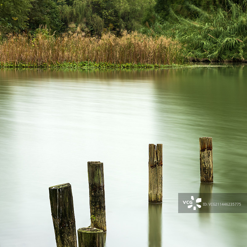 秋天湿地里的木桩图片素材