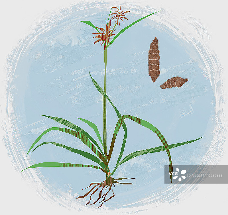 中药材香附子插画图片素材