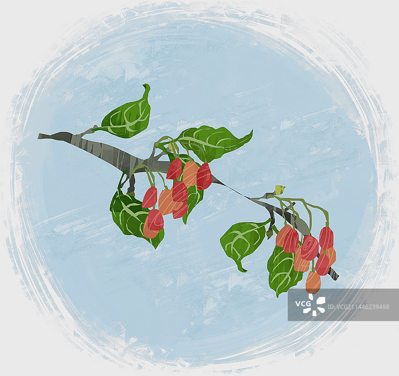 中药材山茱萸插画图片素材