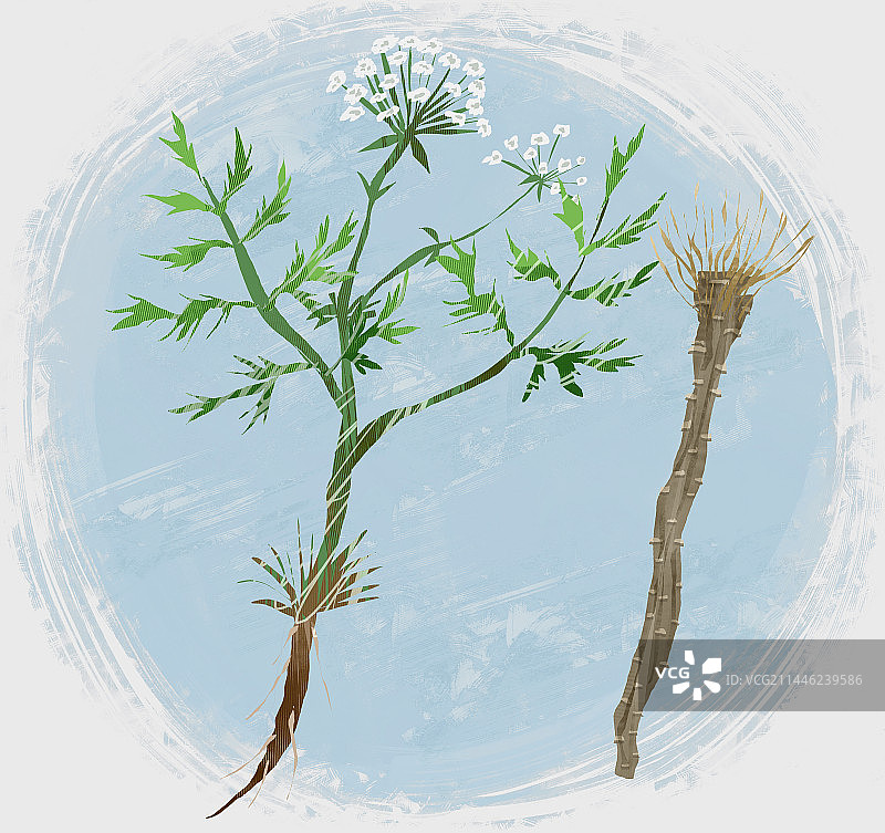 中药材防风插画图片素材