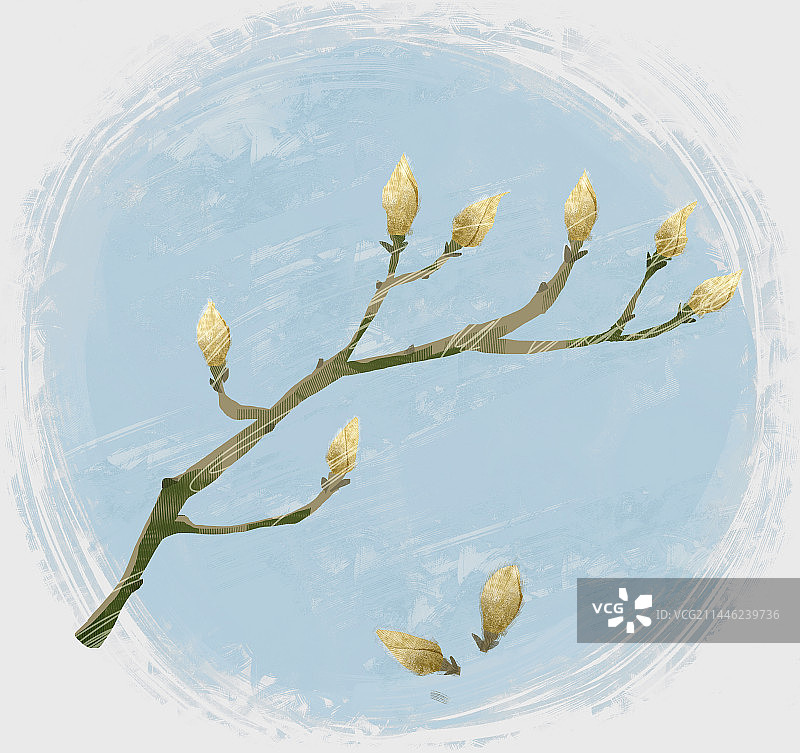 中药材辛夷插画图片素材