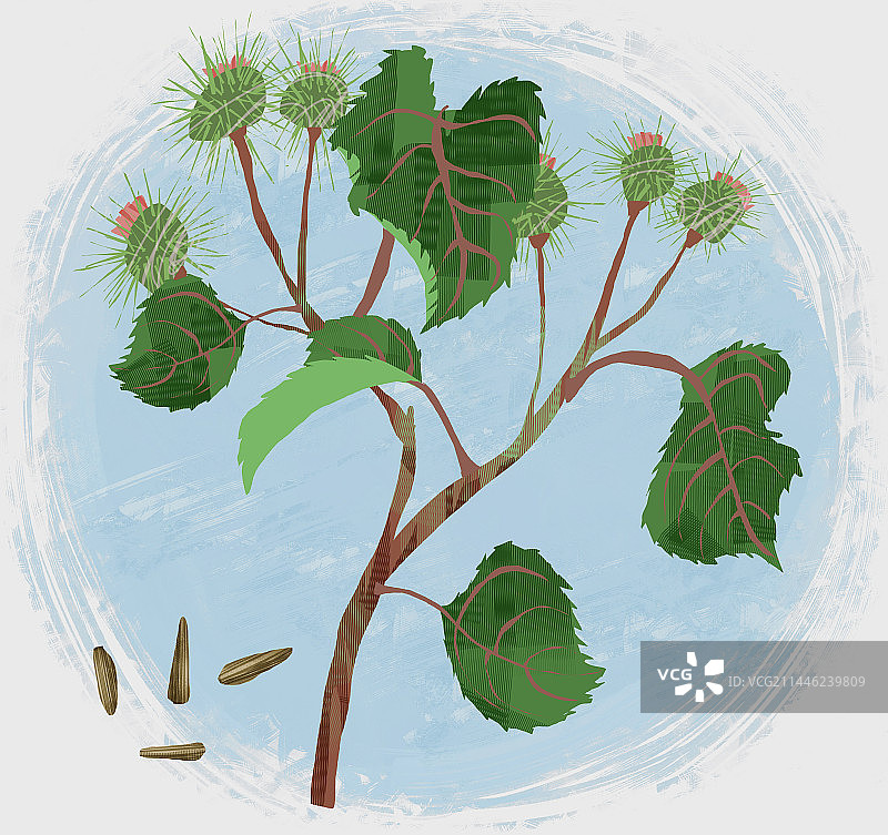 中药材牛蒡子插画图片素材