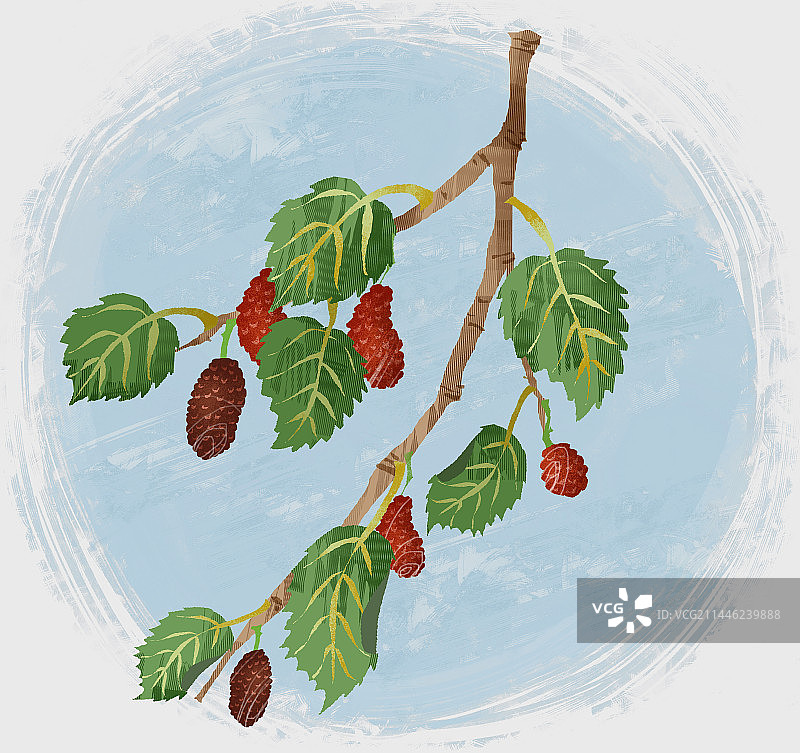 中药材桑叶插画图片素材