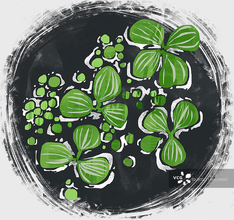 中药材浮萍插画图片素材