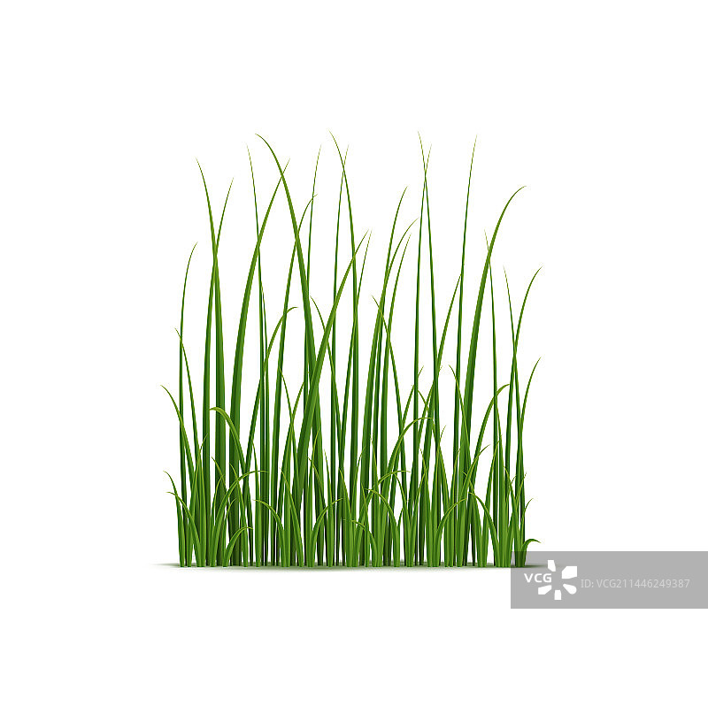 逼真芦苇和水生植物图片素材