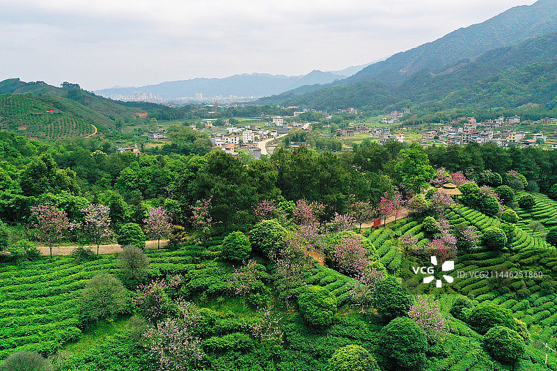 美丽乡村：广西昭平县马圣村春茶飘香图片素材