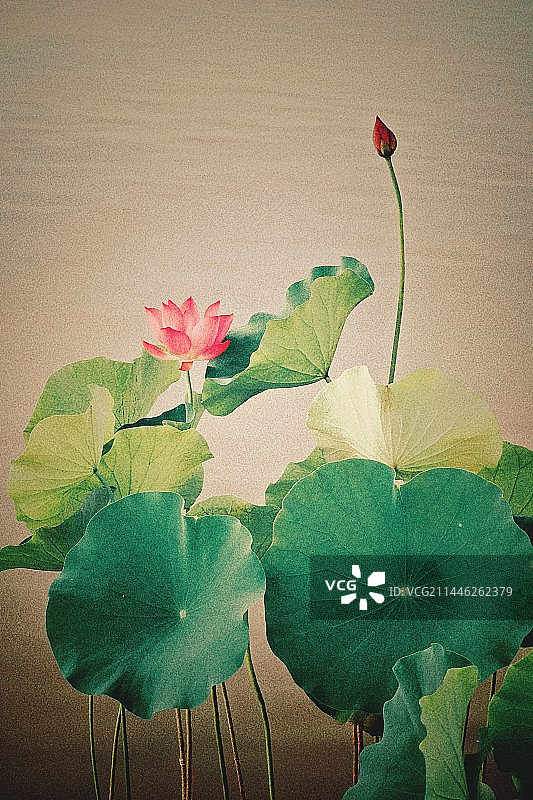 古风荷韵图片素材