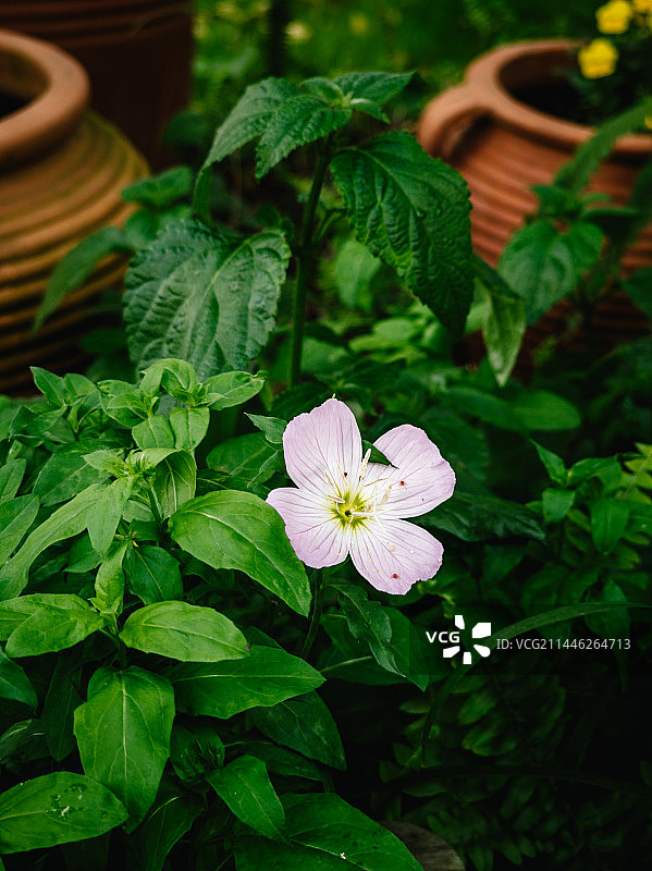 宁波诺丁汉大学校园风光摄影图片素材