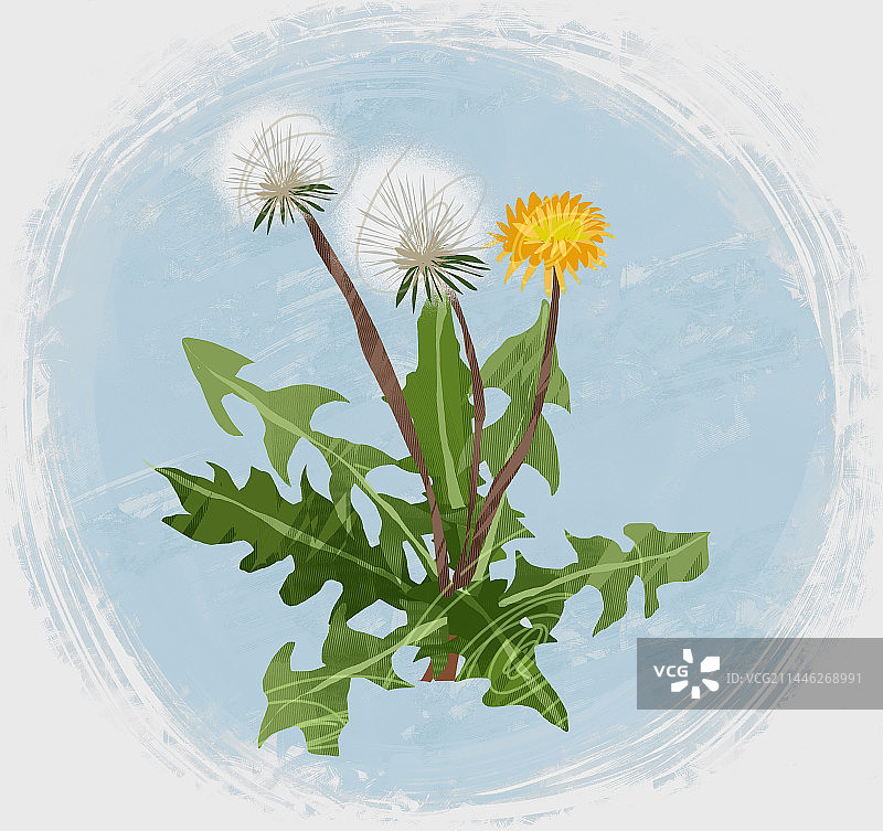 中药材蒲公英插画图片素材
