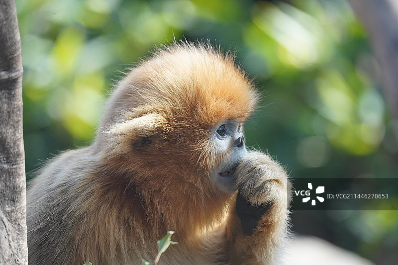 南京红山动物园的金丝猴图片素材