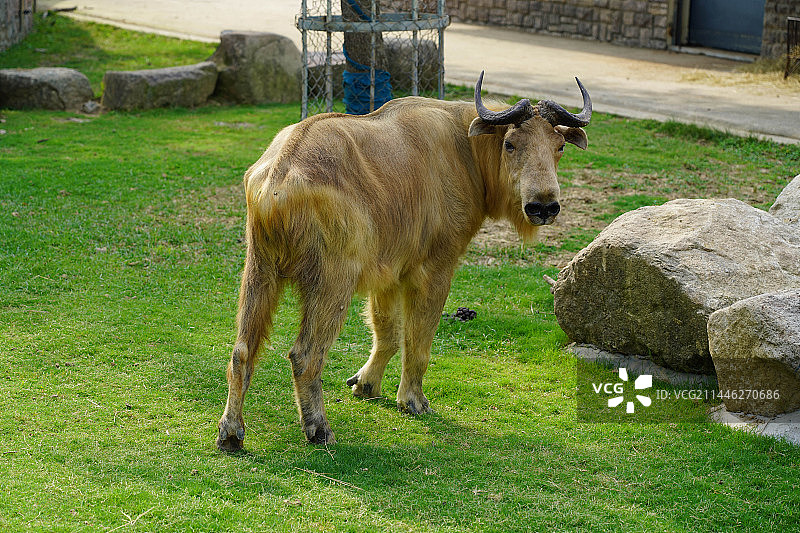 苏州动物园的羚牛图片素材