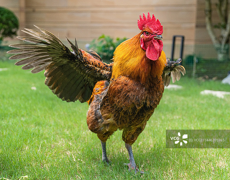 雄鸡展翅图片素材