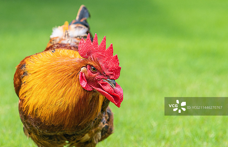 一只公鸡图片素材