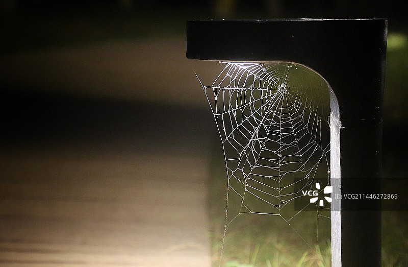 路灯下的蜘蛛网图片素材