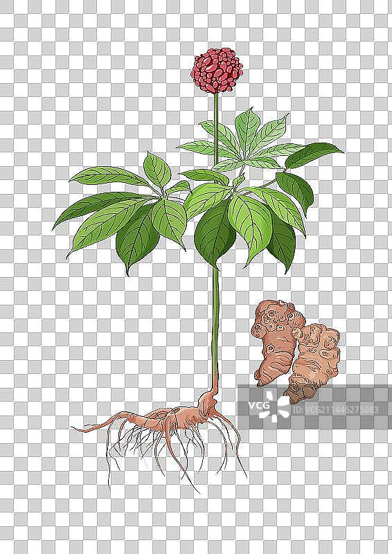 插画手绘中药材三七图片素材
